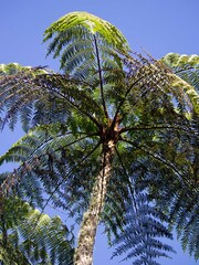 Cyatheaceae