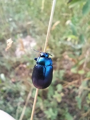 Chrysolina