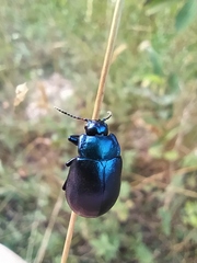 Chrysolina