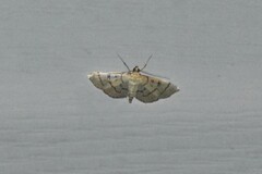 Blepharomastix ranalis