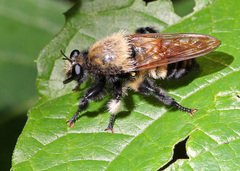 Laphria