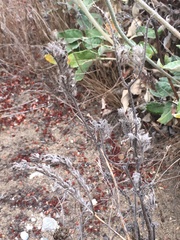 Phacelia distans