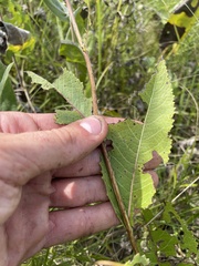 Parthenium hispidum