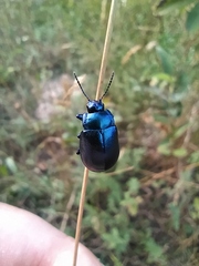 Chrysolina