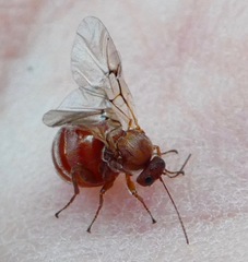 Burnettweldia californicordazi