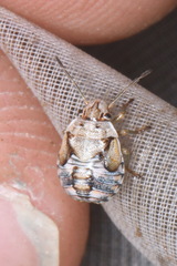 Holcogaster fibulata