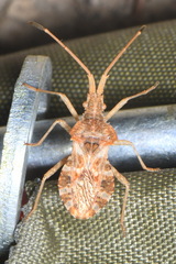 Centrocoris