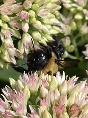 Xylocopa virginica
