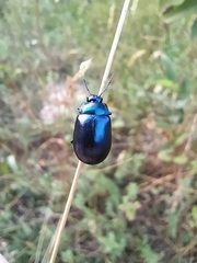 Chrysolina