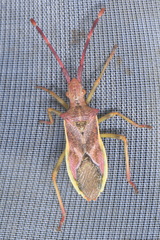 Gonocerus juniperi