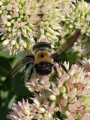 Xylocopa virginica