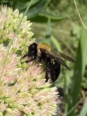 Xylocopa virginica