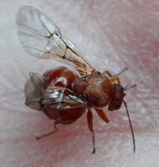 Burnettweldia californicordazi