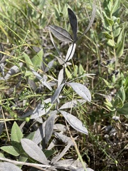 Baptisia bracteata