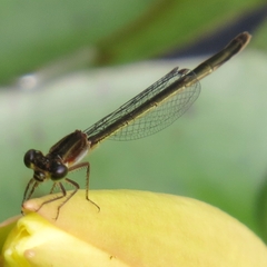 Ischnura