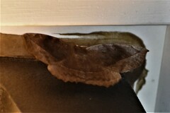 Eutrapela clemataria