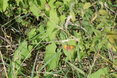 Pyronia tithonus