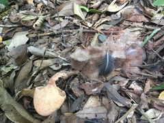 Nyctidromus albicollis