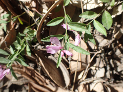 Rhinotropis californica