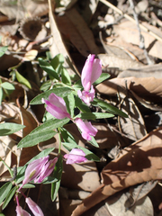 Rhinotropis californica