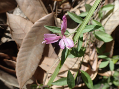 Rhinotropis californica