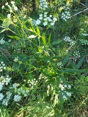 Cicuta maculata