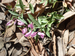 Rhinotropis californica