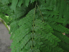 Cenostigma pluviosum