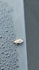 Cyrtepistomus castaneus