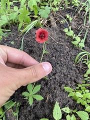 Potentilla thurberi