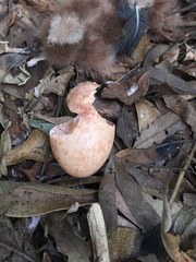 Nyctidromus albicollis