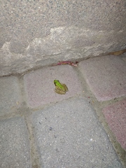 Pelophylax ridibundus