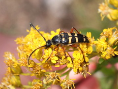 Typocerus sparsus