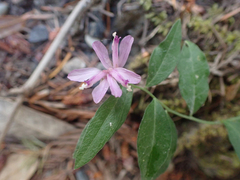 Rhinotropis californica