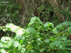 Piper auritum