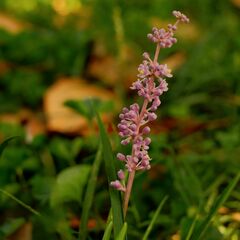 Liriope muscari