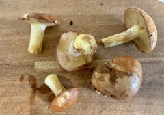 Suillus weaverae