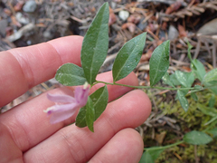 Rhinotropis californica