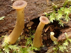 Pseudoarmillariella ectypoides