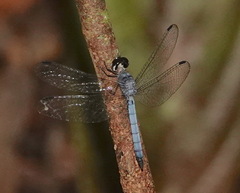 Tyriobapta kuekenthali