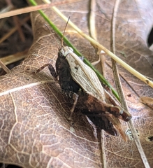 Tettigidea lateralis