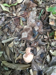 Nyctidromus albicollis