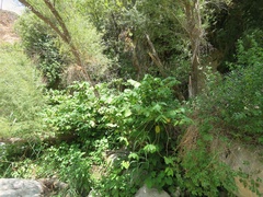 Piper auritum
