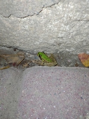 Pelophylax ridibundus