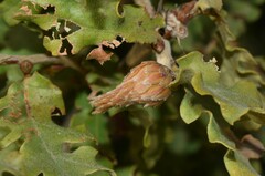 Andricus foecundatrix