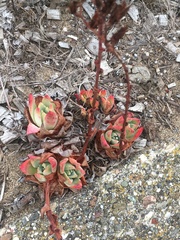 Dudleya farinosa