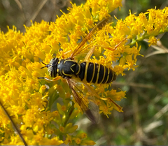 Spilomyia longicornis