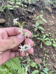Silene scouleri