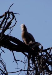 Corythaixoides concolor bechuanae