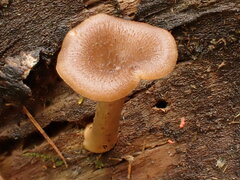 Pseudoarmillariella ectypoides